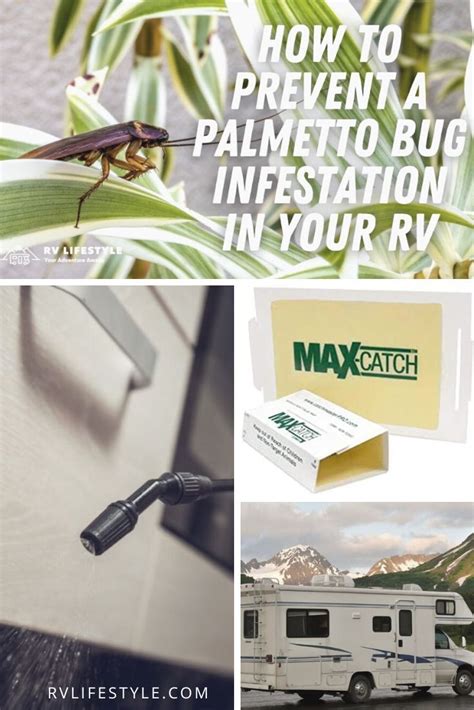 a series of photos showing how to prevent a palmetto bug infestation in ...