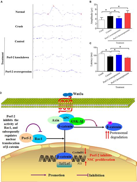 Frontiers Rac Guides Porf To Wnt Pathway To Mediate Neural Stem