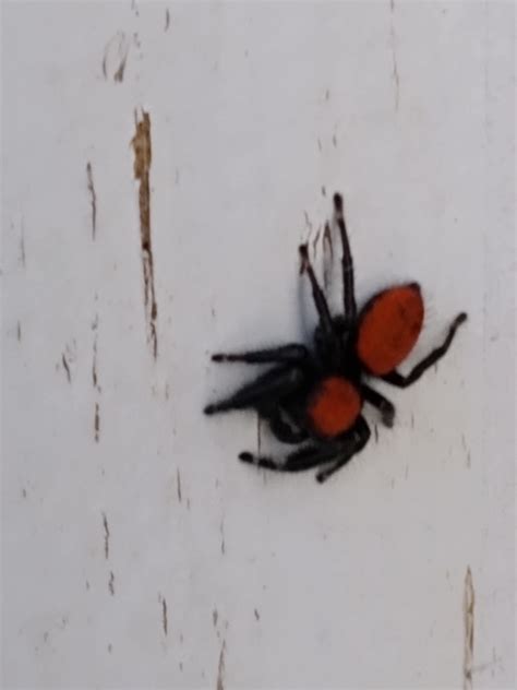 Unidentified spider in Colorado Springs, Colorado United States