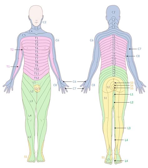 Printable Nerve Dermatome Map Printable Jd