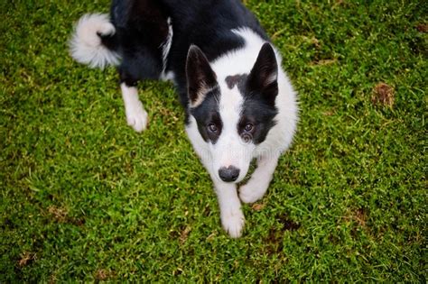 La Garra Blanca Y Negra De Un Refugio De Perros Est Echada En La