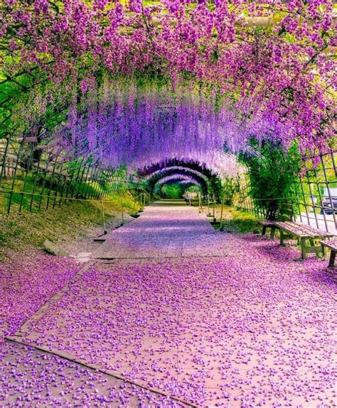 Kawachi Wisteria Garden Japan Japan Garden Wisteria Garden Japan