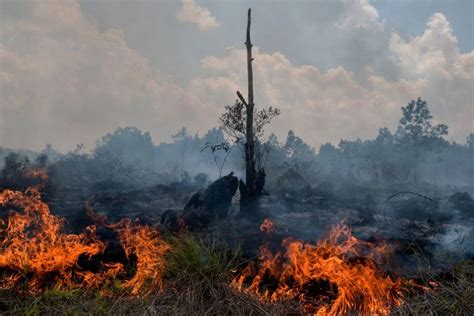 Smoke Rises Up From A Peat Land Fire In Pekanbaru Riau Province On