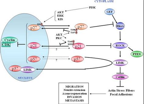 The Genes P21 P27 And P57 Genetic Engineering Info