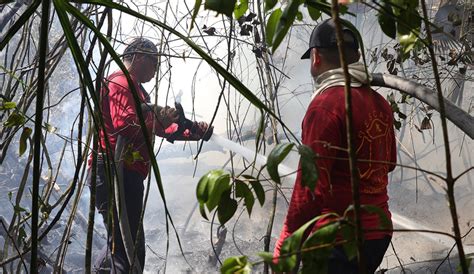 Piden A Cancunenses Prevenir Incendios Forestales Quadratin Quintana Roo