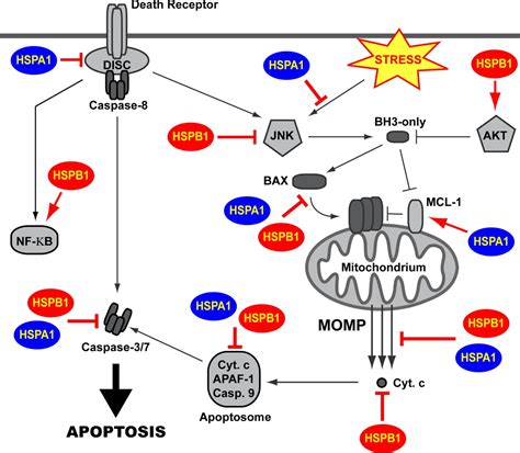 Regulation Of Apoptosis By Heat Shock Proteins Kennedy Iubmb