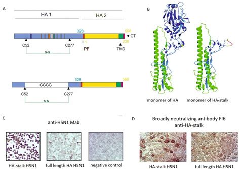 Viruses Free Full Text Characterization Of Immune Response Towards