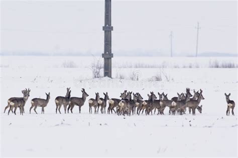 Deer in the snow stock photo. Image of outdoors, biology - 140423970