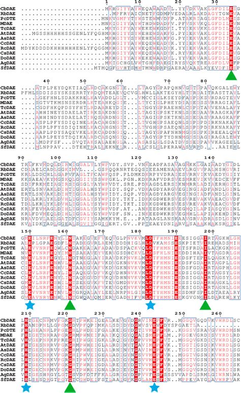 Frontiers Biochemical Characterization Structure Guided Mutagenesis