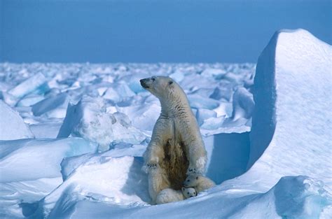 Arctic Summer Sea Ice 2nd Lowest On Record But Why Care Daily Sabah