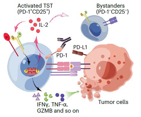 Nature Cancer：信达生物发表pd 1il 2双抗部分临床前研究结果ibi363信达生物cd25双特异性突变体 健康界