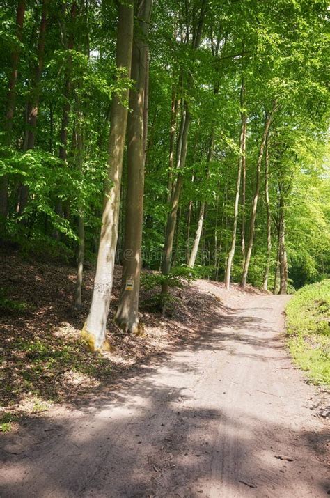 Dirt road in a forest stock image. Image of bush, outdoors - 230822165