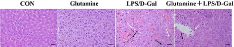 Figure 1 From Protective Effects Of Glutamine On Lipopolysaccharide D