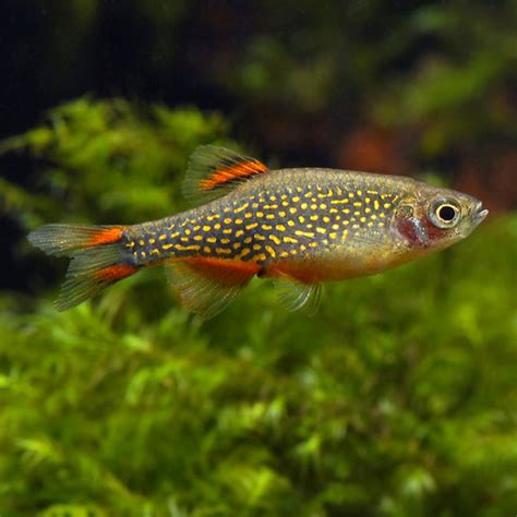 Saxon Danio Razbora Galaxy Danio Margaritatus