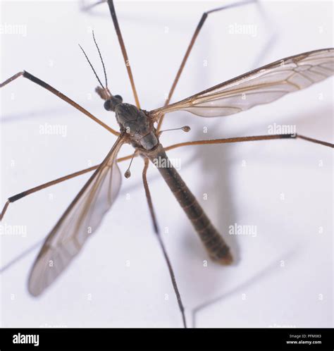 Crane Fly Tipula Sp Close Up View From Above Stock Photo Alamy