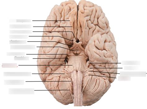 Cranial Nerves Diagram Labeled The Best Porn Website