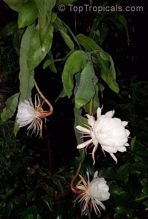 Epiphyllum Oxypetalum Belle De Nuit Lady Of The Night Queen Of The