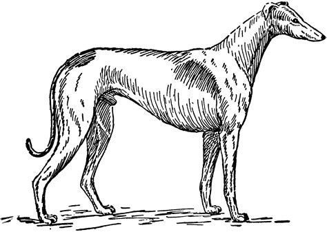 Greyhound Clipart Etc