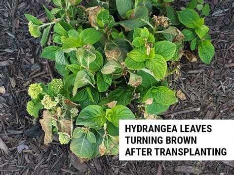 Why Are My Hydrangea Leaves Turning Brown? – World of Garden Plants