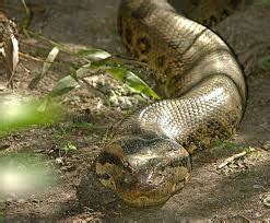 Anaconda Facts, Worksheets, Diet, Habitat, Size & Color Types For Kids