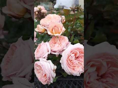 Сурир Де Хавр Роза Фото И Описание – Telegraph