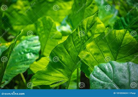 Toma De Conciencia De Una Planta Tropical Verde Gigante Foto De Archivo