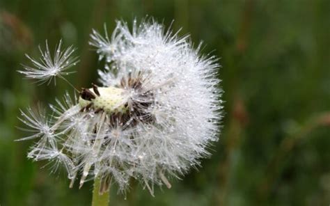 Imagem gratuita folha orvalho molhado natureza água umidade gota