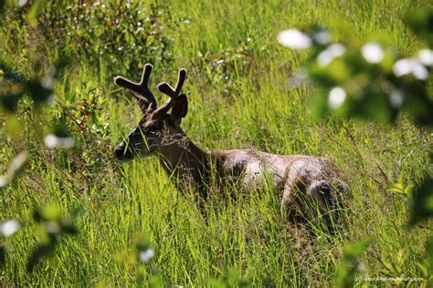 Discovering Wildlife At Elk Island National Park In Alberta World