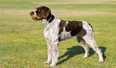 German Wirehaired Pointer Breed Information - Vetstreet | Vetstreet