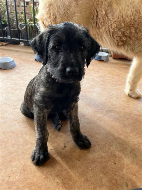 Irish Wolfhound - Tabbita - PetsForHomes