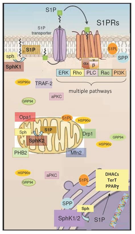 S1P/S1P Receptor Signaling in Neuromuscolar Disorders 