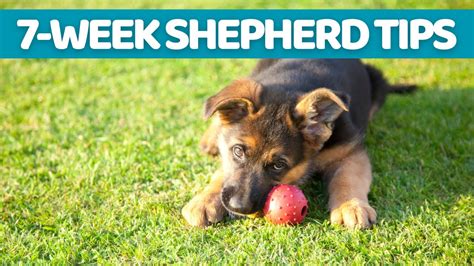 7 Week Old German Shepherds Everything You Need To Know Pet