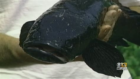 Invasive Snakehead Fish Spreading In Maryland YouTube