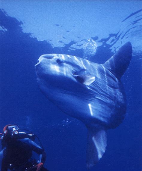 Absolute Scuba Bali Indonesia: Great Mola Mola season in Bali 2011