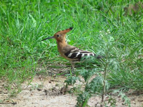 Viewpoint: Hoopoe