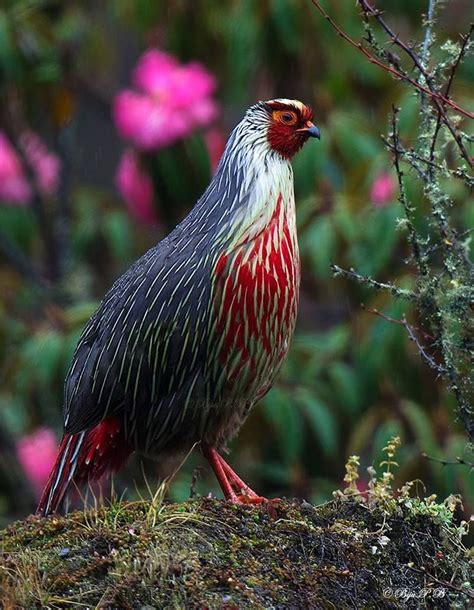 Pin On Birds Of India