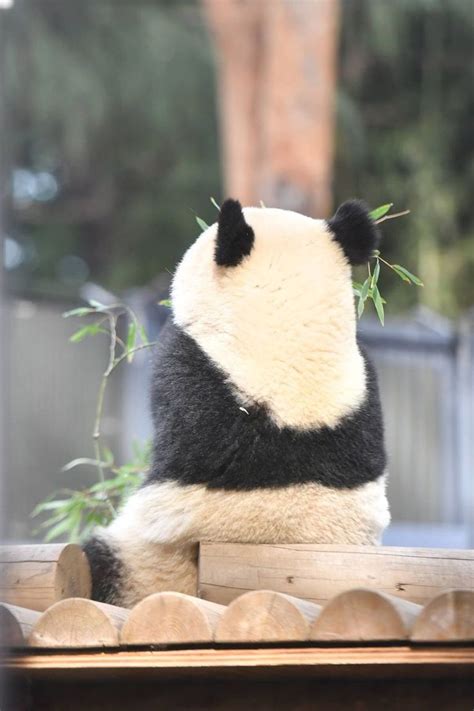 A Panda Bear Sitting On Top Of A Wooden Platform