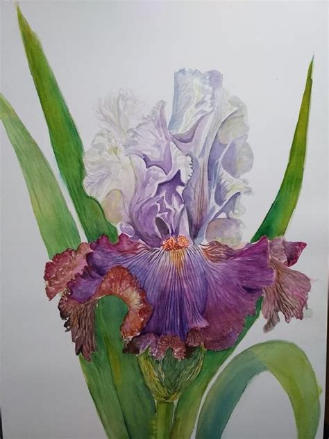 Iris Art House N Aquarelle Nadine Desimages X Papier Winsor Et