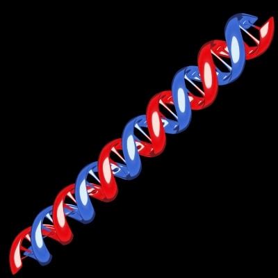 3d dna strand model