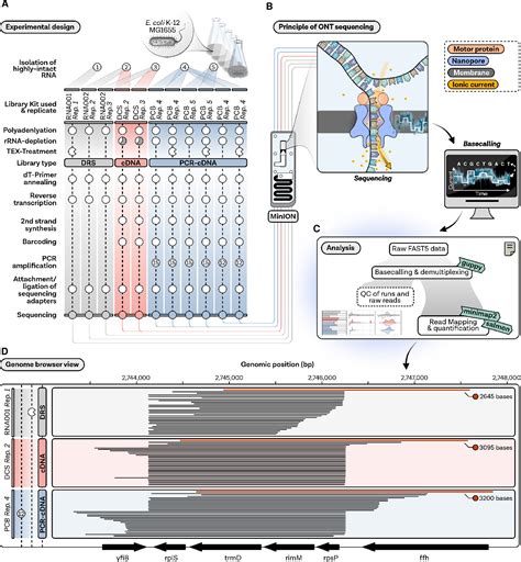 Figure 1 From Nanopore Sequencing Of RNA And CDNA Molecules In