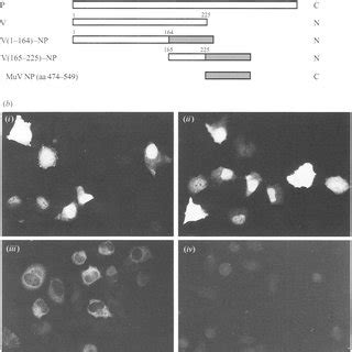 Structure and subcellular localization of mutants encoding deleted V ... 