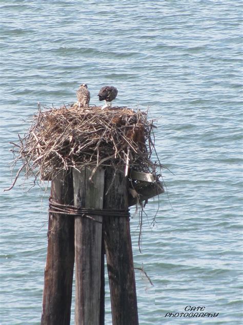 Osprey Nesting