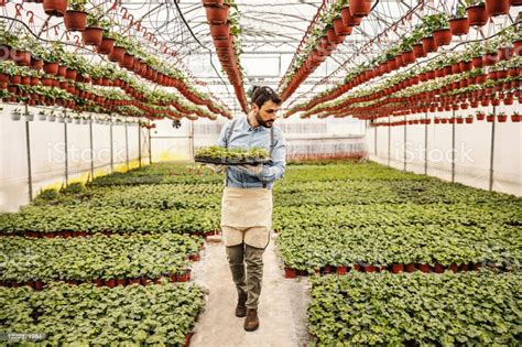 Full Length Of Dedicated Botanist Holding Plants And Checking On