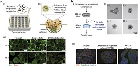 Utilization Of The Tumor Spheroids For Anticancer Drug Screening And