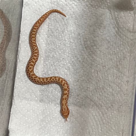 Gallegos Zoological Supply - exotic animals for sale