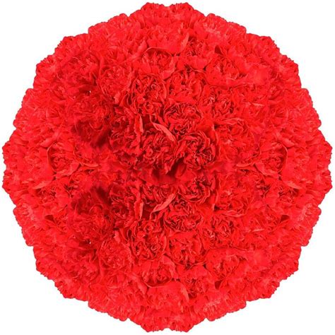 Amazon GlobalRose 300 Stems Of Fresh Cut Red Spray Carnations