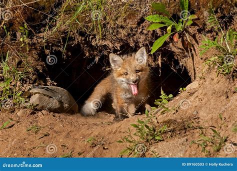 Red Fox Kit Vulpes Vulpes Sits In Den Entrance Stock Image Image Of