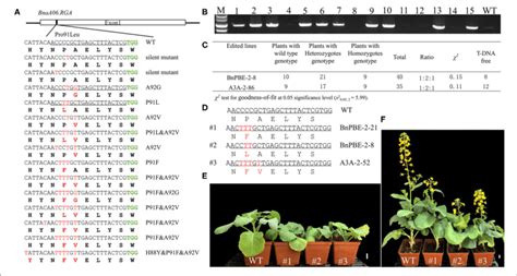 P91 Substitution In Bnaa06 Rga T 0 Mutants Confer A Dwarf Phenotype Download Scientific