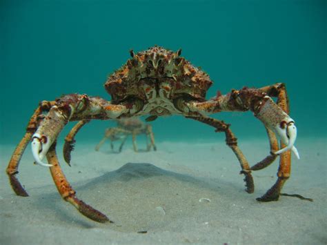 Pin On Natation Crab Spider Crab Big Crab