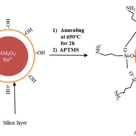 Schematic Representation Of The Surface Functionalization Process Of